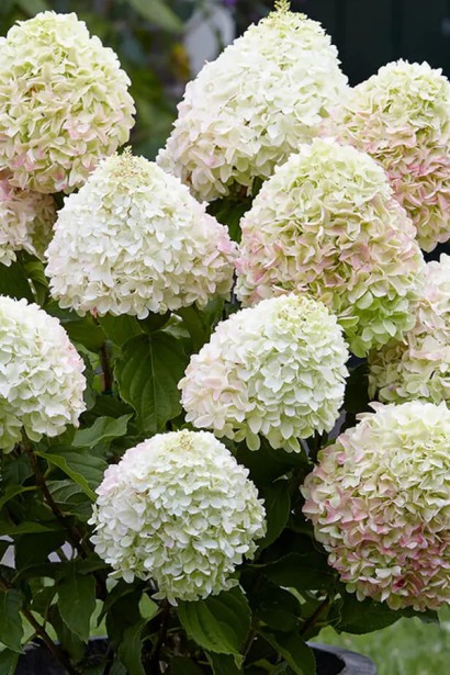 Гортензия Ливинг Саммер Лав в ландшафтном дизайне